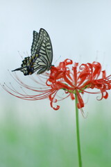 赤いヒガンバナの蜜を吸うアゲハチョウ