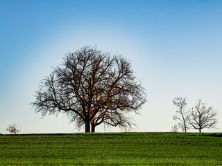 Einzelner Baum im Feld