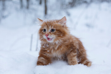 scared small ginger kitten in the snow, meowing. winter, snowdrift, nature background