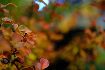 selective focus, autumn background, brave foliage, copy space. nature ecology. fall seasonal