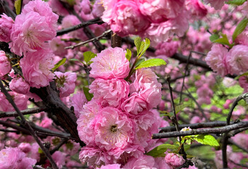 Spring blossom pink flowers almond