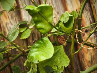 Obraz premium Dolishos lablab Ruby Mon pods with seeds