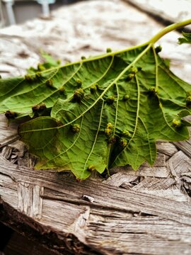 grape leaf damaged by phylloxera on wooden floor
