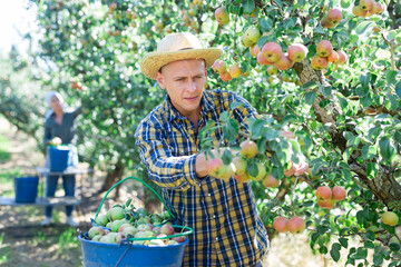 Professional man farmer in straw hat harvesting ripe pears from tree in fruit garden in summer