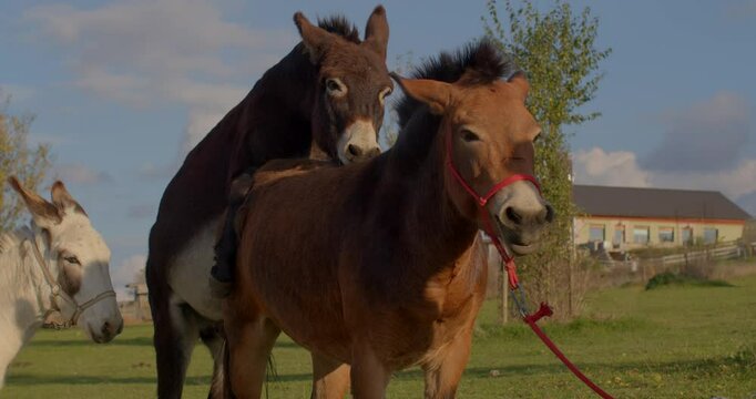A joyful moment of a donkey and a horse happily interacting outdoors in a beautiful natural setting