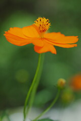 秋の新緑に咲くキバナコスモス