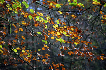 A variety of colourful Autumn leaves yet to fall and still on tree branches.
