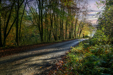 A gravel country road through am array of Autumn coloured forest in South Wales.
