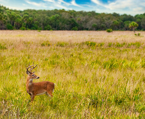 A white tailed deer, 8-point buck, in a palmetto grassland in autumn. Facing to the side. Photographed in Kissimmee Prairie Preserve, Okeechobee, Florida. Horizontal image.