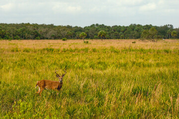 A white tailed deer, 8-point buck, in a palmetto grassland in autumn. Facing the camera. Photographed in Kissimmee Prairie Preserve, Okeechobee, Florida. Horizontal image.