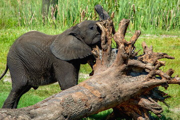Fototapeta premium An African elephant calf attempting to push a fallen tree. Horizontal image.