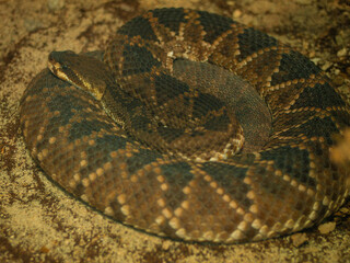 close up of a rattlesnake