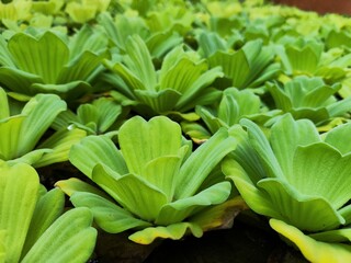 Obraz premium Water lettuce (Pistia stratiotes) floating plants grow on ponds and rivers. It is very green and looks like flowers on top of the water. These water lettuce plants keep the river water fresh and heal