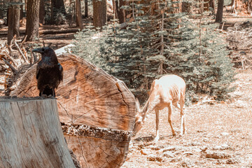 deer and raven