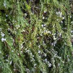 Rosmarinus officinalis (Algerian rosemary) is a species of Salvia from Spain, Morocco, Algeria, and...