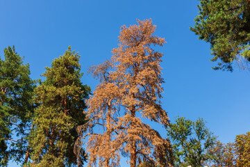 Big pine tree died and dried up. Coniferous trees against blue clear sky