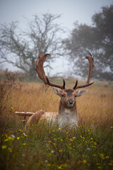 A serene image of a stag resting in a misty field, with impressive antlers and a calm gaze. Surrounded by tall grasses and wildflowers, blurred trees add depth to the peaceful scene.