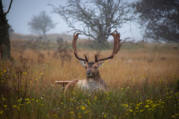 This image showcases a majestic stag resting in a misty, open field. Its impressive antlers and calm gaze are highlighted against a backdrop of autumnal grass and scattered wildflowers, with bare tree