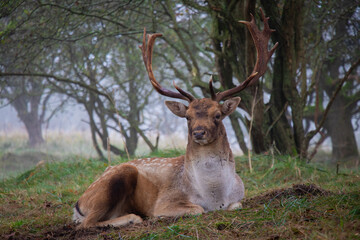 A majestic deer with large antlers rests peacefully in a misty forest, surrounded by greenery. The tranquil scene highlights the deer's natural beauty in a serene woodland setting.