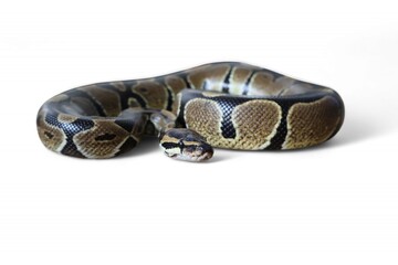 The Ball Python (Python regius) also called the Royal Python, is a python species native to West and Central Africa isolated on white background