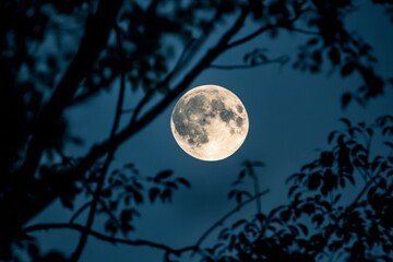 Fototapeta premium Full moon seen through tree branches, casting gentle glow, creating serene and mystical nighttime scene.