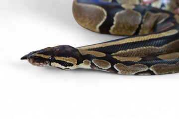 The Ball Python (Python regius) also called the Royal Python, is a python species native to West and Central Africa isolated on white background