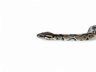 The Ball Python (Python regius) also called the Royal Python, is a python species native to West and Central Africa isolated on white background