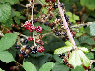 ripe and unripe wild blackberries on a branch, close up photo of red and black blackberry fruits