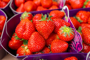 colorful summer and winter fruits strawberries blackberries and large and small mushroom varieties