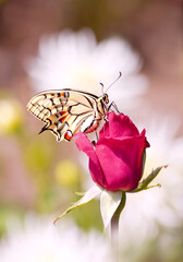 La vie en rose