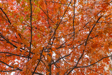 Poland capital city Warsaw Royal Lazienki Park trees decorated with autumn colors and leaves and flowers with detail shots