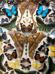 Beautiful display of colourful butterflies in a museum in Queensland Australia