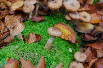 Mushrooms in the forest on a mossy tree stump.