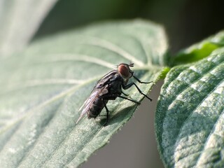 house fly on a leaf with a blurred background