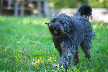 Schapendoes apportiert ein St&ouml;ckchen 
