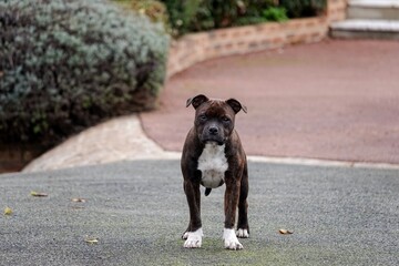 Un jeune Staffie bringé dans une allée de jardin