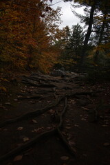 River through autumn forest