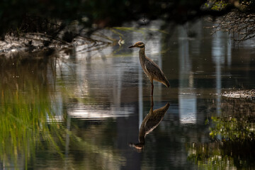 Heron in the water