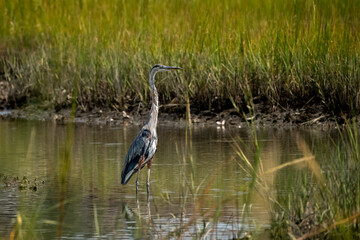 Heron in the water