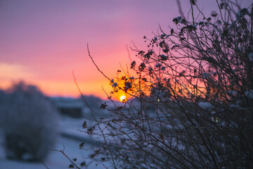 Fototapeta premium In the mesmerizing scene of a sunset, the vibrant colors play across a snowy field, with a lone bush gracefully positioned in the foreground