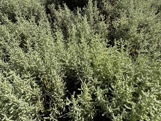Santolina chamaecyparissus (Gray Lavantin) in the botanical garden. Santolina chamaecyparissus, also known as cotton lavender or lavender-cotton, is a flowering plant in Asteraceae family. Close-up.