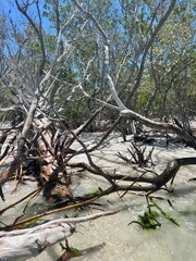 Ocean Summer Branches