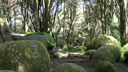 Moss forest