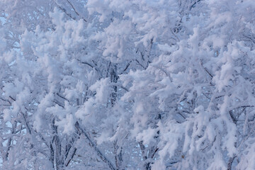 This image features a closeup view of a tree that is completely covered in snow, beautifully set against a bright blue sky in the background