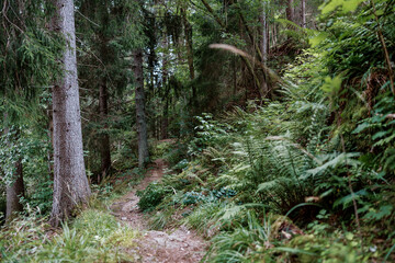 small trail in the forest