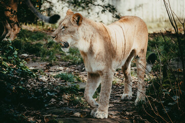 Portrait einer Löwin in einem Freigehege in einem Tierpark
