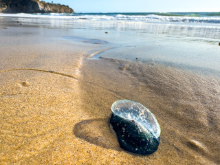 Close-up view of a By-the-way Sailor washed up onto sandy california beach under a blue sky