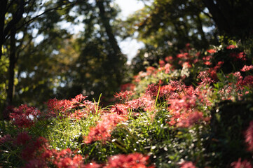 ヒガンバナ（長岡市・雪国植物園）