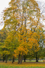 Naklejka premium Poland capital city Warsaw Royal Lazienki Park trees decorated with autumn colors and leaves and flowers with detail shots