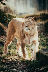 Portrait einer muskulösen Löwin in einem Freigehege in einem Tierpark
